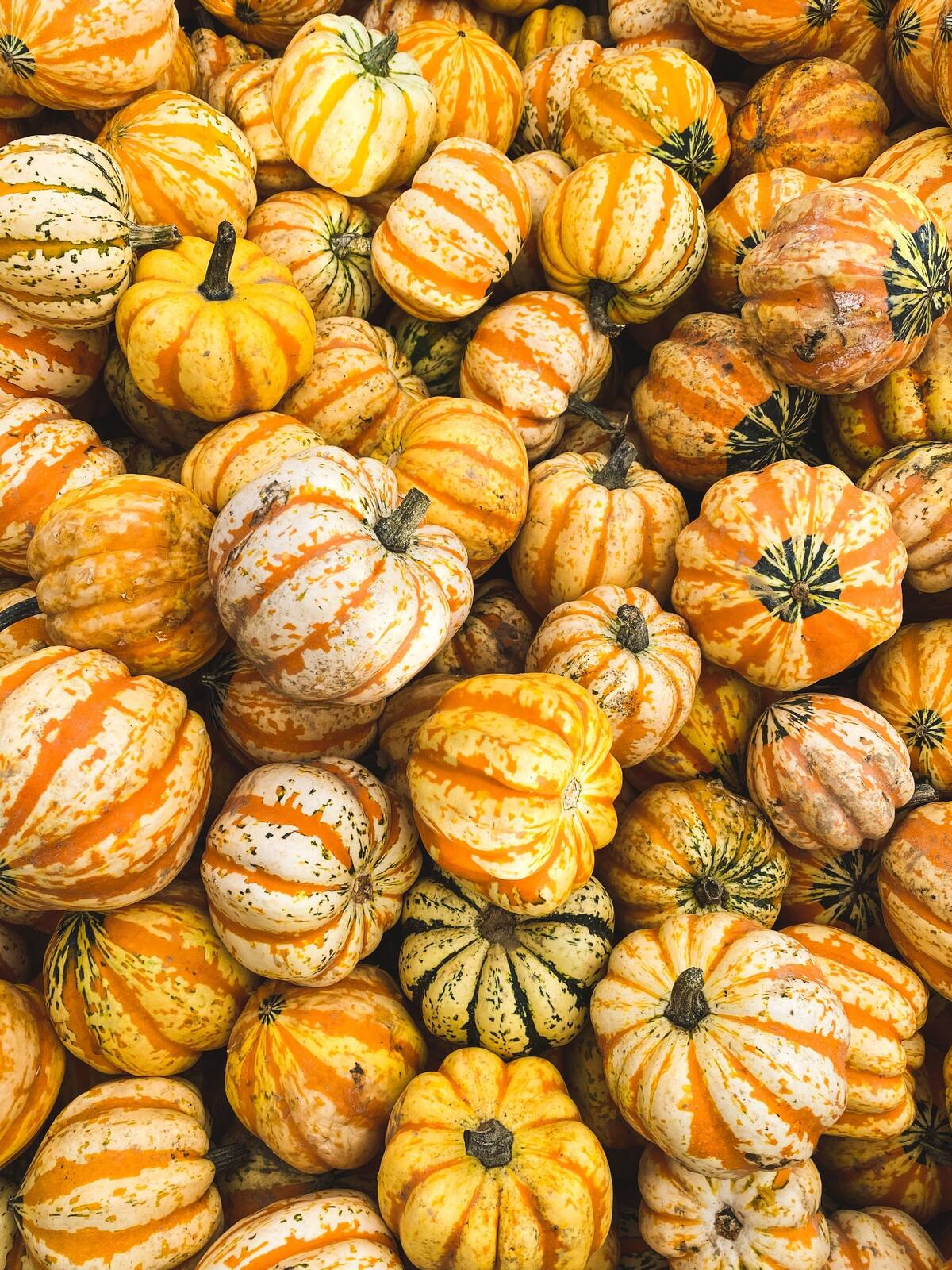 A varied mix of small striped gourds